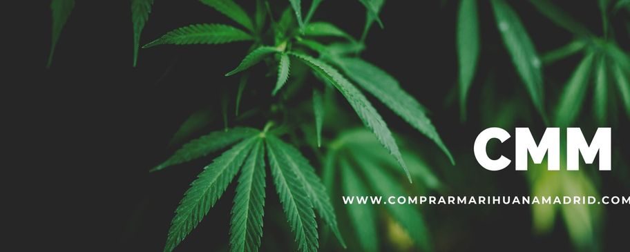 Comprar Marihuana THC Madrid – Tu tienda online en Madrid del mejor Cannabis y Hachis a domicilio Envios a toda Europa – Principal Whatsapp+34677084290 SIGNAL – yeffy (no english support) – Secundario AttCliente Whatsapp telegram +34664537342 SIGNAL @cmmleomadrid.65 – Leo (English support) – panterarosa1772@gmail.com – Threema: JHXT6HHA